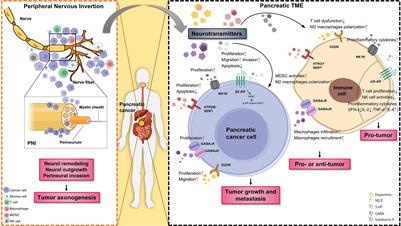 Shedding Light on the Role of Neurotransmitters in the Microenvironment of Pancreatic Cancer